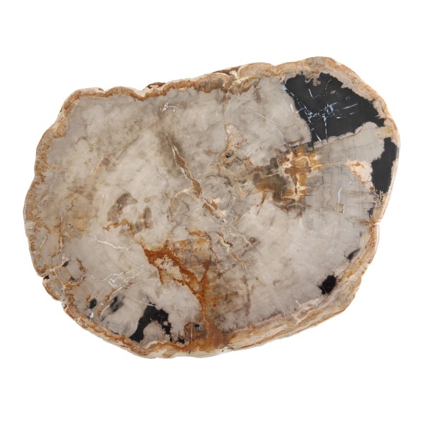 D&V Petrified Wood Platter 8-10" (20-25cm)